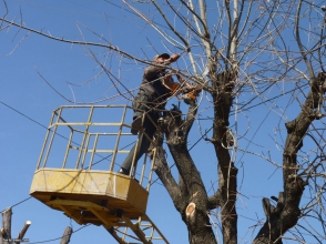 Այսօրվանից կմեկնարկեն ծառերի գարնանային էտի աշխատանքները