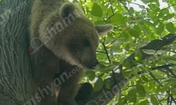 Վայոց Ձորում արջը մտել է գյուղացու այգին