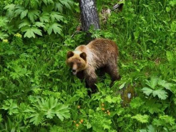 Ռուսաստանում արջը հոշոտել է ձկնորսին